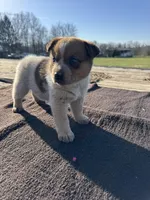 Theo, a male Australian Cattle Dog for sale in Evensville, TN – Photo 2 of 7
