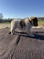 Theo, a male Australian Cattle Dog for sale in Evensville, TN – Photo 5 of 7
