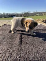 Theo, a male Australian Cattle Dog for sale in Evensville, TN – Photo 4 of 7