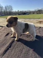 Theo, a male Australian Cattle Dog for sale in Evensville, TN – Photo 6 of 7