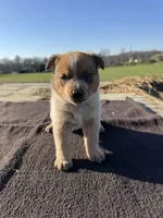 Theo, a male Australian Cattle Dog for sale in Evensville, TN – Photo 1 of 7
