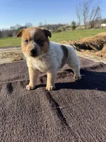 Theo, a male Australian Cattle Dog for sale in Evensville, TN – Photo 7 of 7