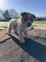 Theo, a male Australian Cattle Dog for sale in Evensville, TN – Photo 3 of 7