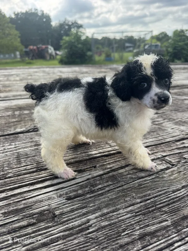 Citation – Poodle - Miniature  puppy for sale in Evensville, TN