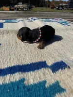 Candy, a female Miniature Dachshund for sale in Evensville, TN – 5 of 7