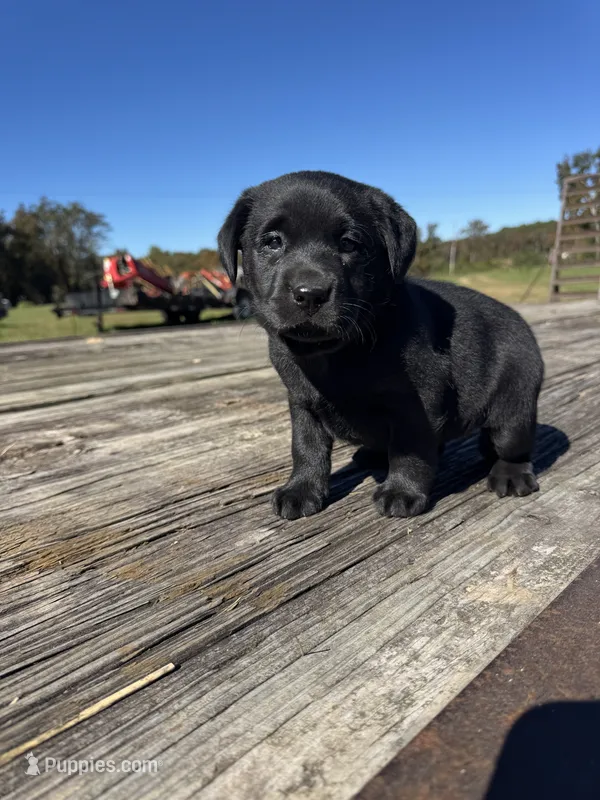 Odeliah – Labrador Retriever puppy for sale in Evensville, TN