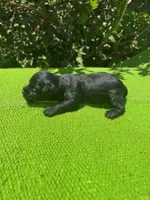 Elaretta, a female Schnoodle for sale in Evensville, TN – 7 of 8