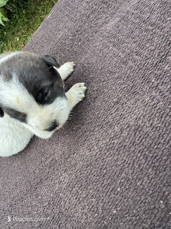Boomer – Australian Cattle Dog puppy for sale in Evensville, TN