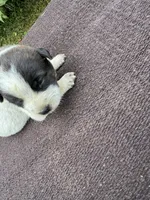 Boomer, a female Australian Cattle Dog for sale in Evensville, TN – 1 of 7
