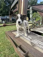 Boomer, a female Australian Cattle Dog for sale in Evensville, TN – 3 of 10