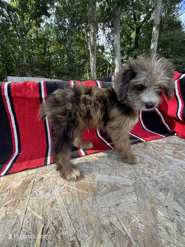 Zebra Cake – Miniature Aussiedoodle puppy for sale in Evensville, TN