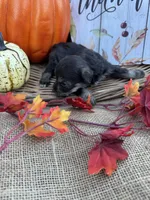 Phillipa, a male Miniature Schnauzer and Schnoodle for sale in Evensville, TN – 2 of 5