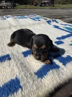 Candy, a female Miniature Dachshund for sale in Evensville, TN – 1 of 7