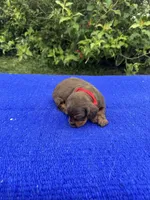 Sadie, a female Miniature Dachshund for sale in Evensville, TN – 2 of 10