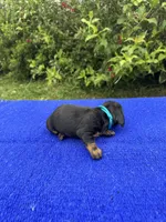 Abby, a female Miniature Dachshund for sale in Evensville, TN – 4 of 8