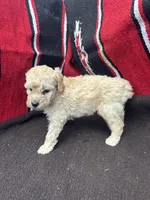 Creek, a male Miniature Schnauzer and Poodle - Miniature  for sale in Evensville, TN – 8 of 9
