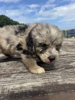 Snickerdoodle, a male Miniature Aussiedoodle for sale in Evensville, TN – 3 of 7