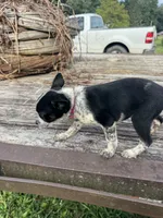 Harley, a female Australian Cattle Dog for sale in Evensville, TN – 2 of 9