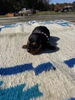 Candy, a female Miniature Dachshund for sale in Evensville, TN – 2 of 7