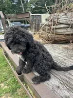 Iris, a female Sheepadoodle for sale in Evensville, TN – 8 of 9