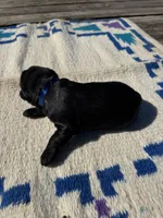 Cheeto, a male Giant Schnauzer for sale in Evensville, TN – 5 of 5