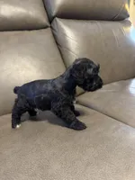 Rover, a male Schnoodle for sale in Evensville, TN – Photo 5 of 5