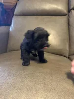 Rover, a male Schnoodle for sale in Evensville, TN – Photo 3 of 5