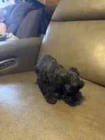 Rover, a male Schnoodle for sale in Evensville, TN – Photo 2 of 5