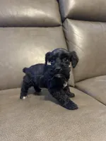 Rover, a male Schnoodle for sale in Evensville, TN – Photo 1 of 5