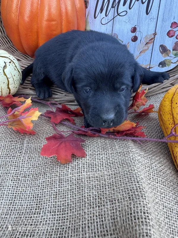 Patrice – Labrador Retriever puppy for sale in Evensville, TN