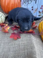 Patrice, a female Labrador Retriever for sale in Evensville, TN – 1 of 8