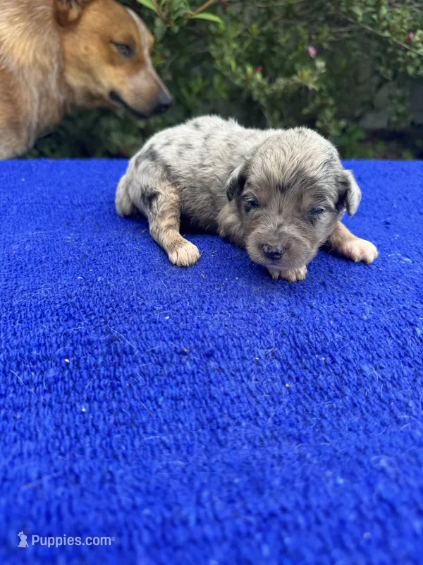 Cosmic Brownie – Miniature Aussiedoodle puppy for sale in Evensville, TN