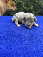 Cosmic Brownie, a male Miniature Aussiedoodle for sale in Evensville, TN – 1 of 10