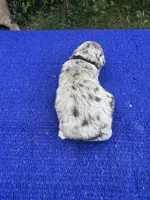 Cosmic Brownie, a male Miniature Aussiedoodle for sale in Evensville, TN – 6 of 10