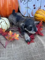 Nev, a female Miniature Schnauzer and Schnoodle for sale in Evensville, TN – 3 of 6