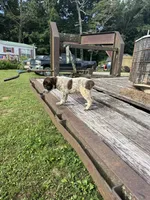 Boomer, a female Australian Cattle Dog for sale in Evensville, TN – 6 of 10