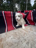 Koa, a male Miniature Aussiedoodle for sale in Evensville, TN – 4 of 7