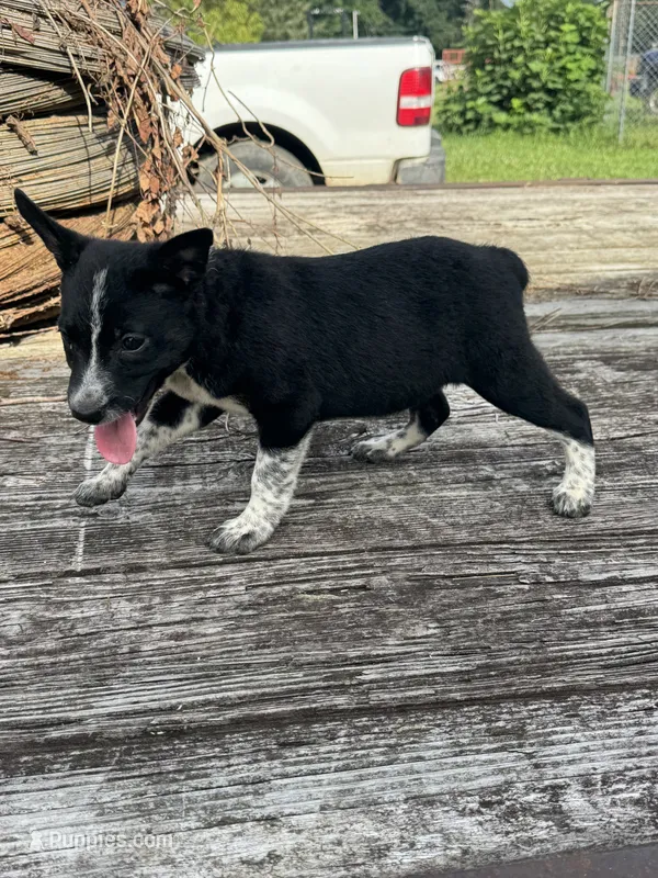 Willow – Australian Cattle Dog puppy for sale in Evensville, TN