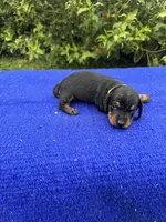 Charlie, a male Miniature Dachshund for sale in Evensville, TN – 8 of 10