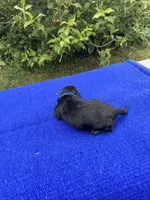 Max, a male Miniature Dachshund for sale in Evensville, TN – 5 of 8