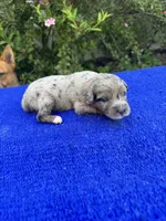 Honey Bun, a female Miniature Aussiedoodle for sale in Evensville, TN – 7 of 8