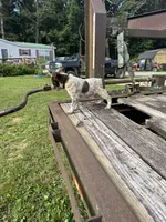 Boomer, a female Australian Cattle Dog for sale in Evensville, TN – 5 of 10