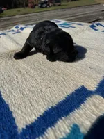 Taco, a male Giant Schnauzer for sale in Evensville, TN – 2 of 6