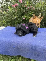 Iris, a female Sheepadoodle for sale in Evensville, TN – 5 of 5