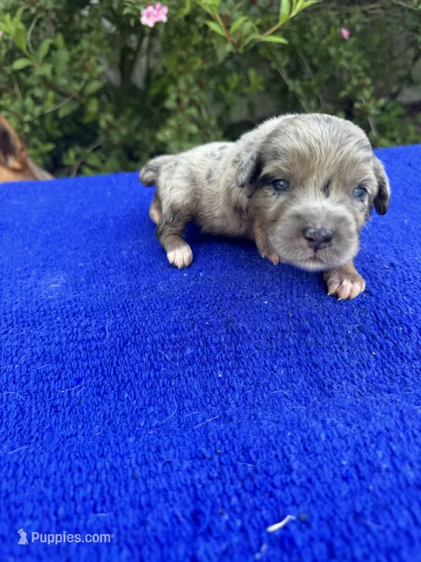 Honey Bun – Miniature Aussiedoodle puppy for sale in Evensville, TN