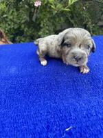 Honey Bun, a female Miniature Aussiedoodle for sale in Evensville, TN – 1 of 8