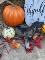 Nev, a female Miniature Schnauzer and Schnoodle for sale in Evensville, TN – 4 of 6