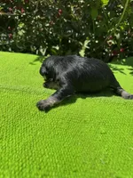 Density, a female Schnoodle for sale in Evensville, TN – 8 of 10