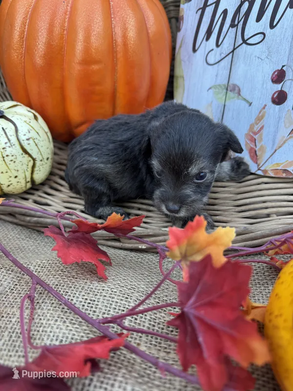Phillipa – Miniature Schnauzer, Schnoodle puppy for sale in Evensville, TN