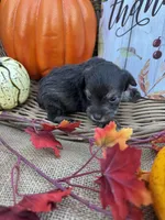 Phillipa, a male Miniature Schnauzer and Schnoodle for sale in Evensville, TN – 1 of 5